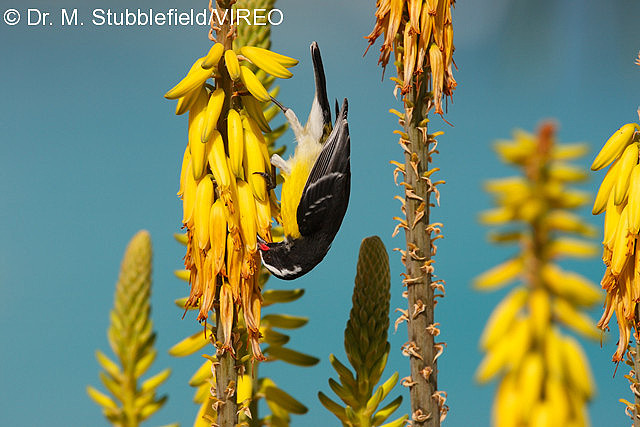 Bananaquit s60-14-011.jpg